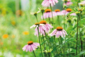 Echinacea purpurea in garden. Healing plant used for medical purposes in pharmaceutical industry. Echinacea purpurea in garden. Healing plant used for medical purposes in pharmaceutical industry.